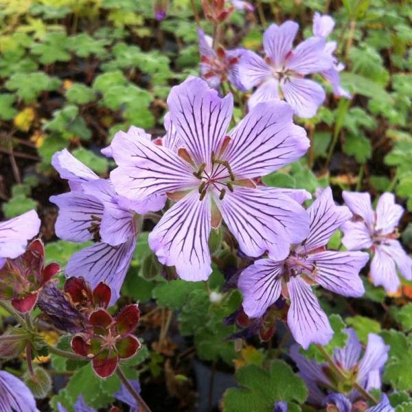 Promesse de Fleurs - Géranium vivace renardii Tcschelda Godet de 8/9 cm