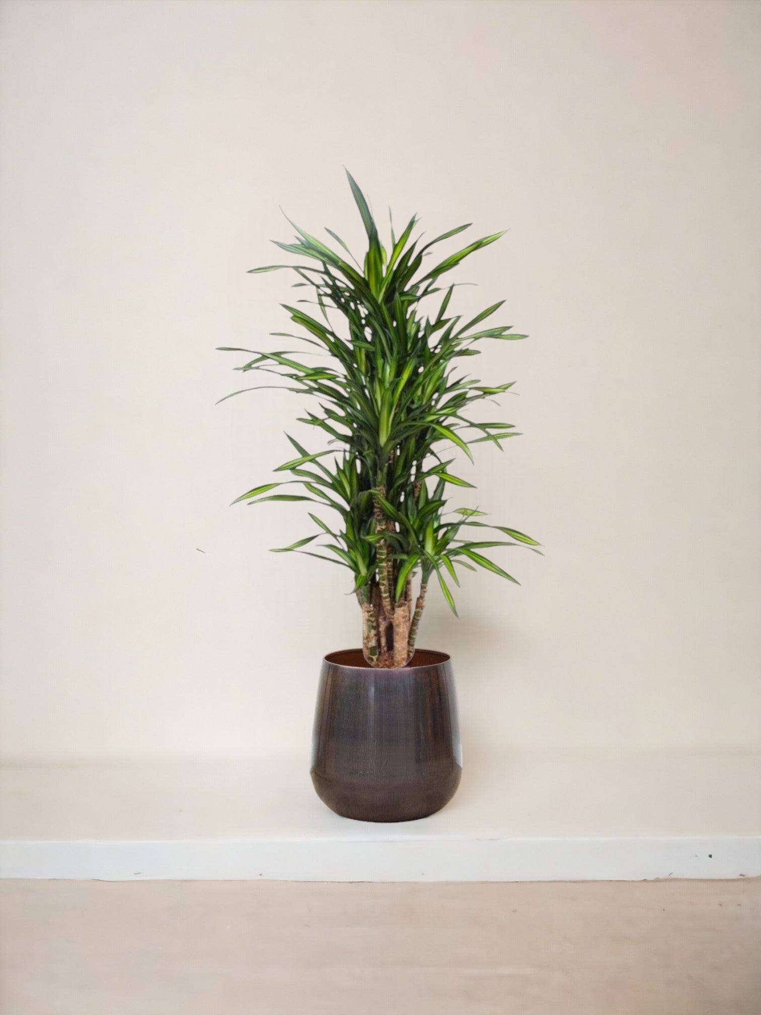 La Green Touch - Dracaena Riki 140cm - Plante d'intérieur- La Green Touch - Imagen 3