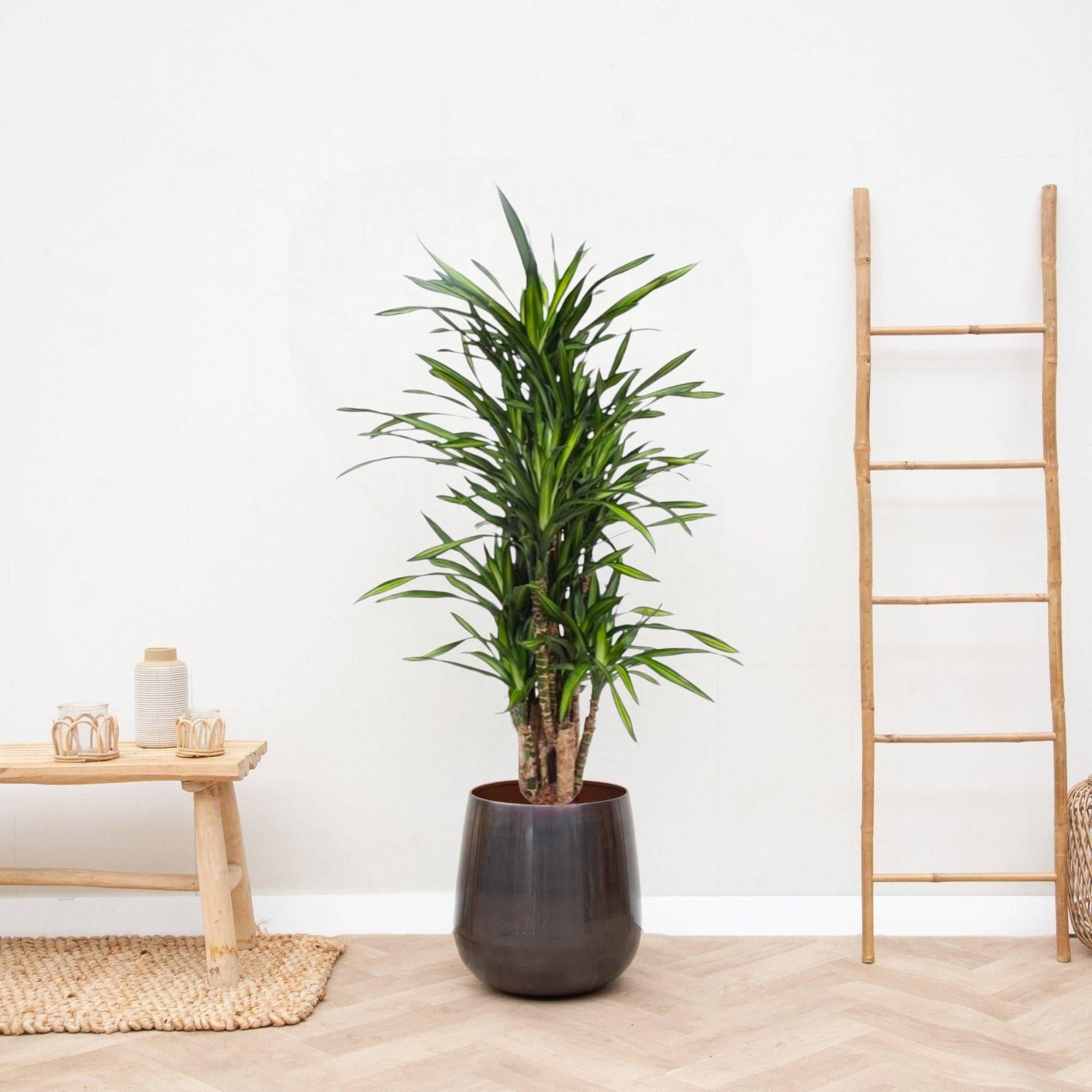 La Green Touch - Dracaena Riki 140cm - Plante d'intérieur- La Green Touch - Imagen 2