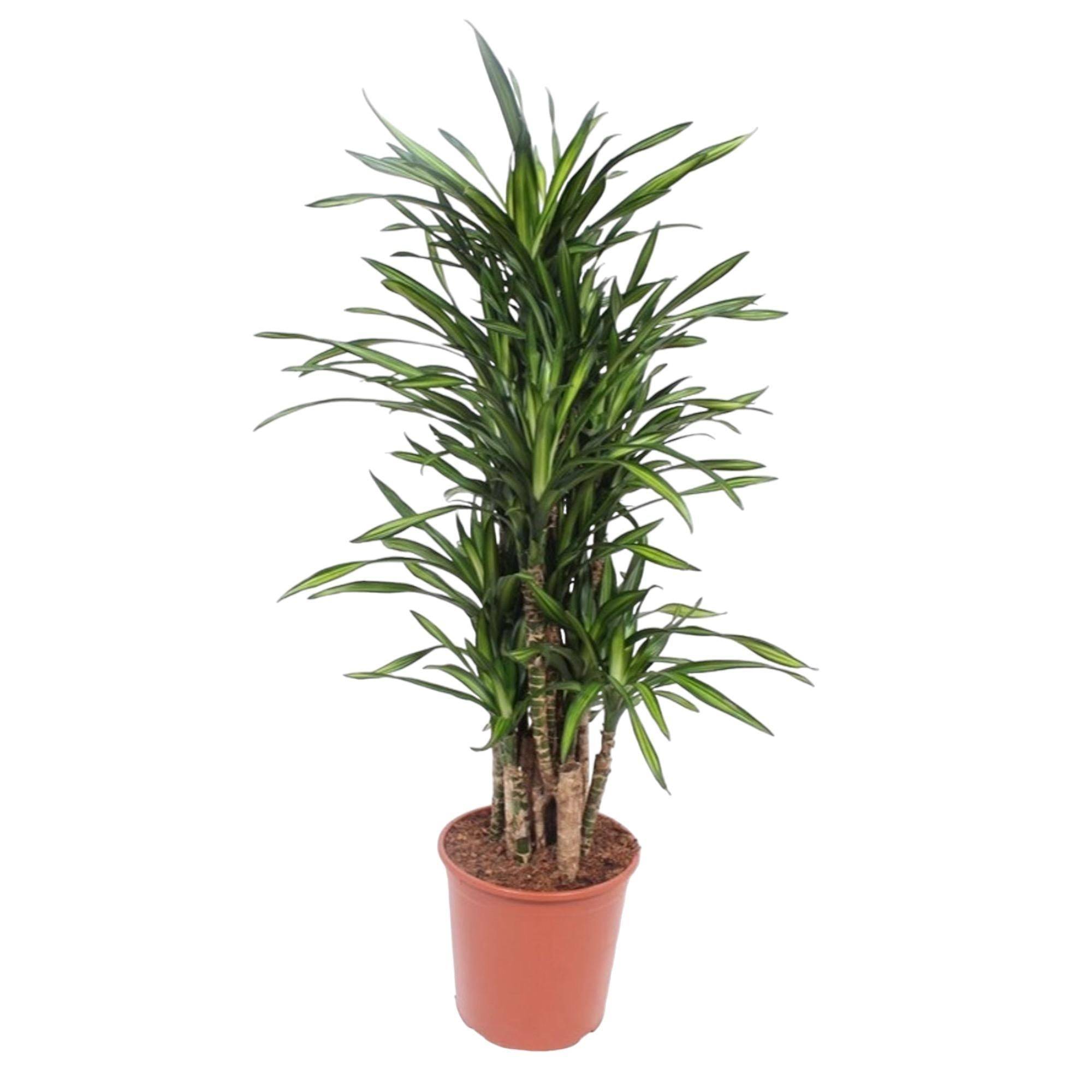 La Green Touch - Dracaena Riki 140cm - Plante d'intérieur- La Green Touch - Imagen 1