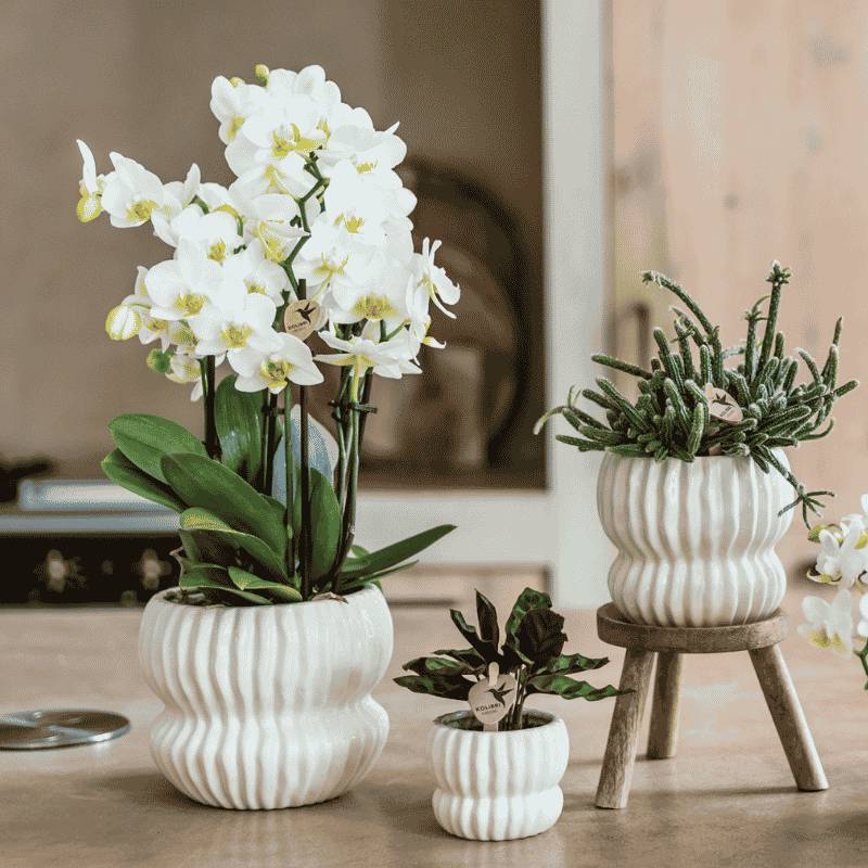 Orchidée Phalaenopsis 'Lausanne' blanche - sans cache-pot - Ø12cm - Plantes d'intérieur - Image 3