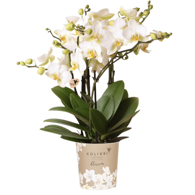 Orchidée Phalaenopsis 'Lausanne' blanche - sans cache-pot - Ø12cm - Plantes d'intérieur