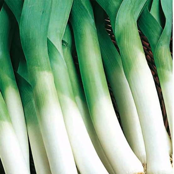 Poireau Gros long d'été - Poireau Gros long du Midi le sachet de 1000 graines environ (4g)