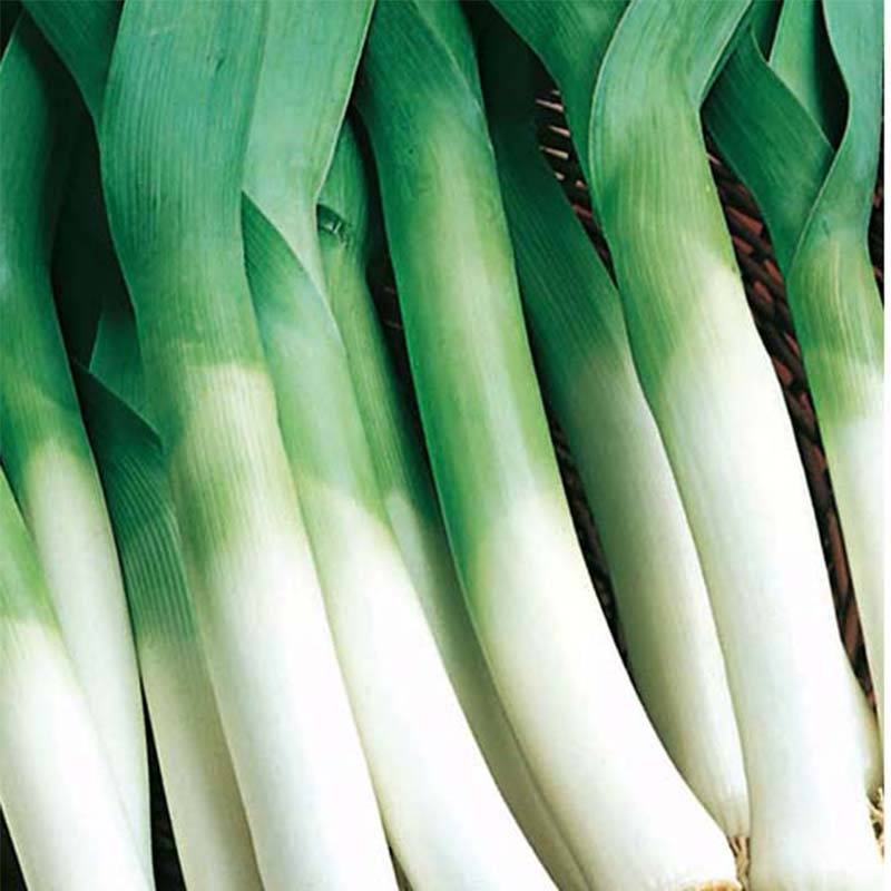 Poireau Gros long d'été - Poireau Gros long du Midi le sachet de 1000 graines environ (4g)