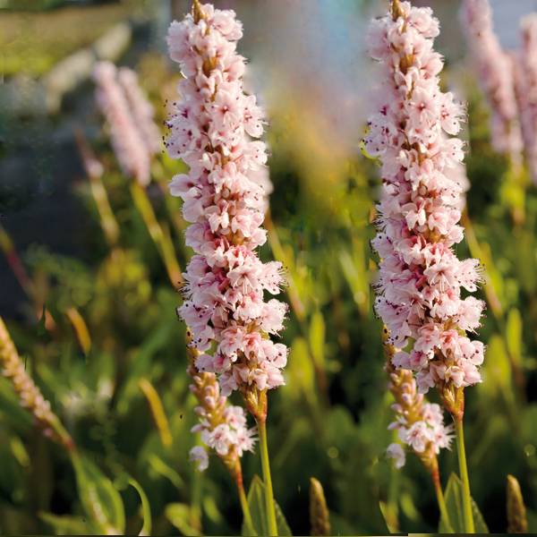 Renouée - Persicaria affinis Donald Lowndes Pot de 2L/3L