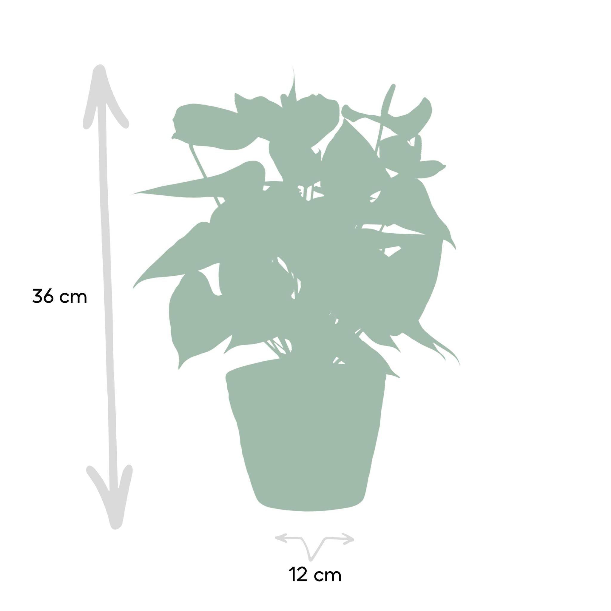 La Green Touch - Anthurium andreanum Esudo et son pot- La Green Touch Panier - Hauteur 45cm - Imagen 5
