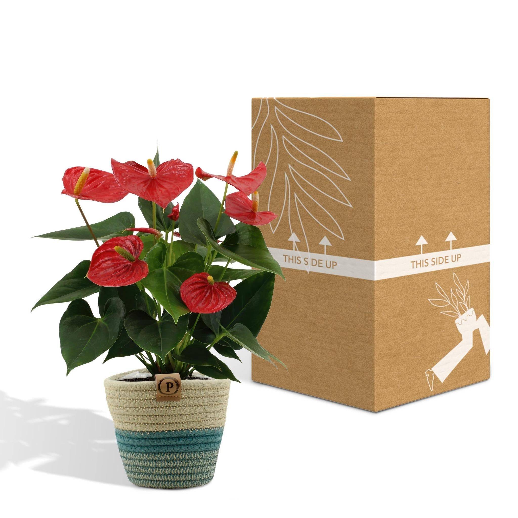 La Green Touch - Anthurium andreanum Esudo et son pot- La Green Touch Panier - Hauteur 45cm - Imagen 6