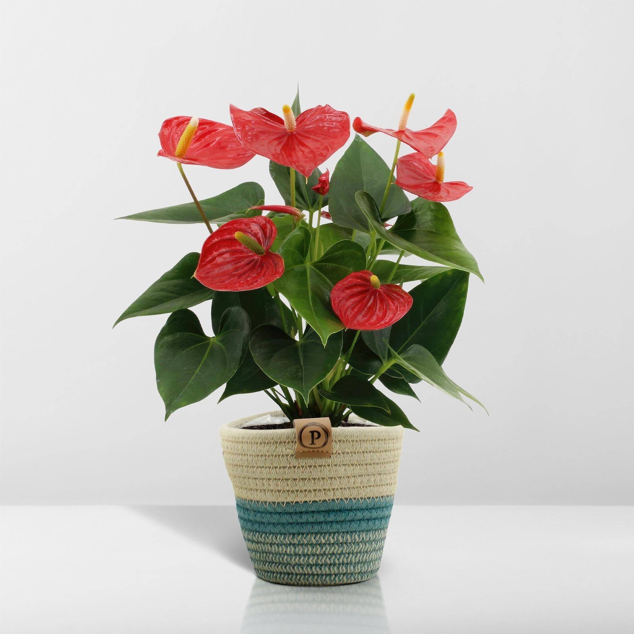 La Green Touch - Anthurium andreanum Esudo et son pot- La Green Touch Panier - Hauteur 45cm - Imagen 7