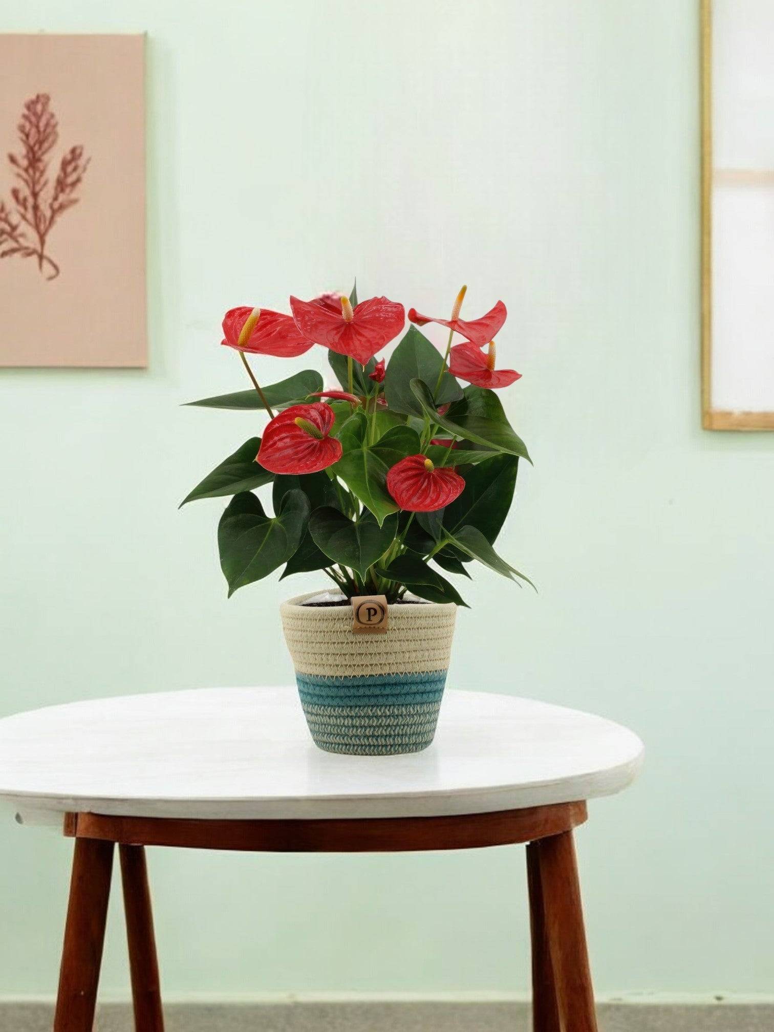 La Green Touch - Anthurium andreanum Esudo et son pot- La Green Touch Panier - Hauteur 45cm - Imagen 2
