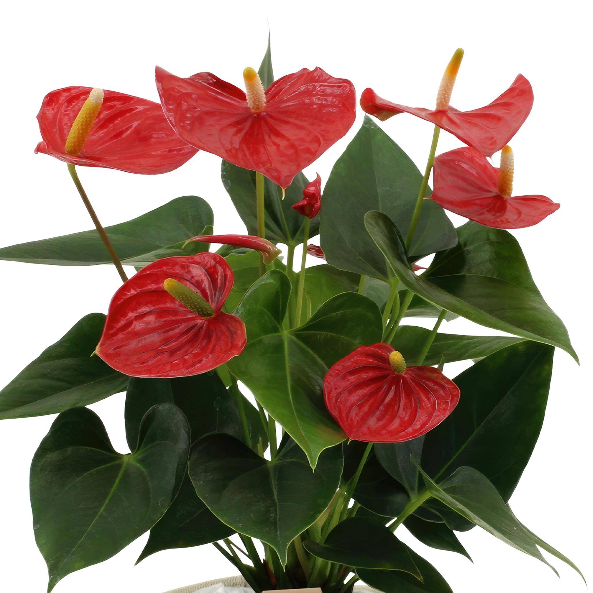 La Green Touch - Anthurium andreanum Esudo et son pot- La Green Touch Panier - Hauteur 45cm - Imagen 4