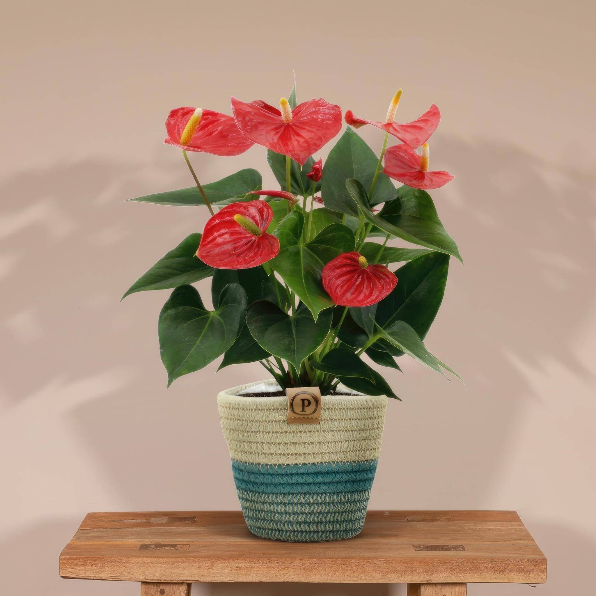 La Green Touch - Anthurium andreanum Esudo et son pot- La Green Touch Panier - Hauteur 45cm - Imagen 3