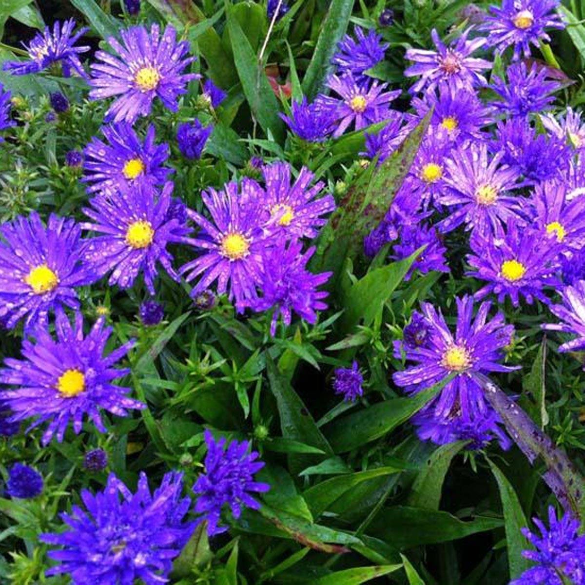 Aster dumosus Augenweide - Aster nain d'automne Pot de 2L/3L