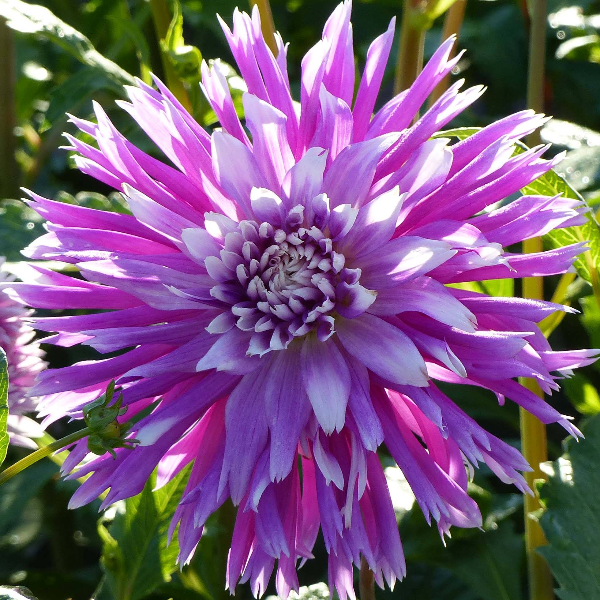 Dahlia cactus dentelle Table Dancer Bulbe calibre I