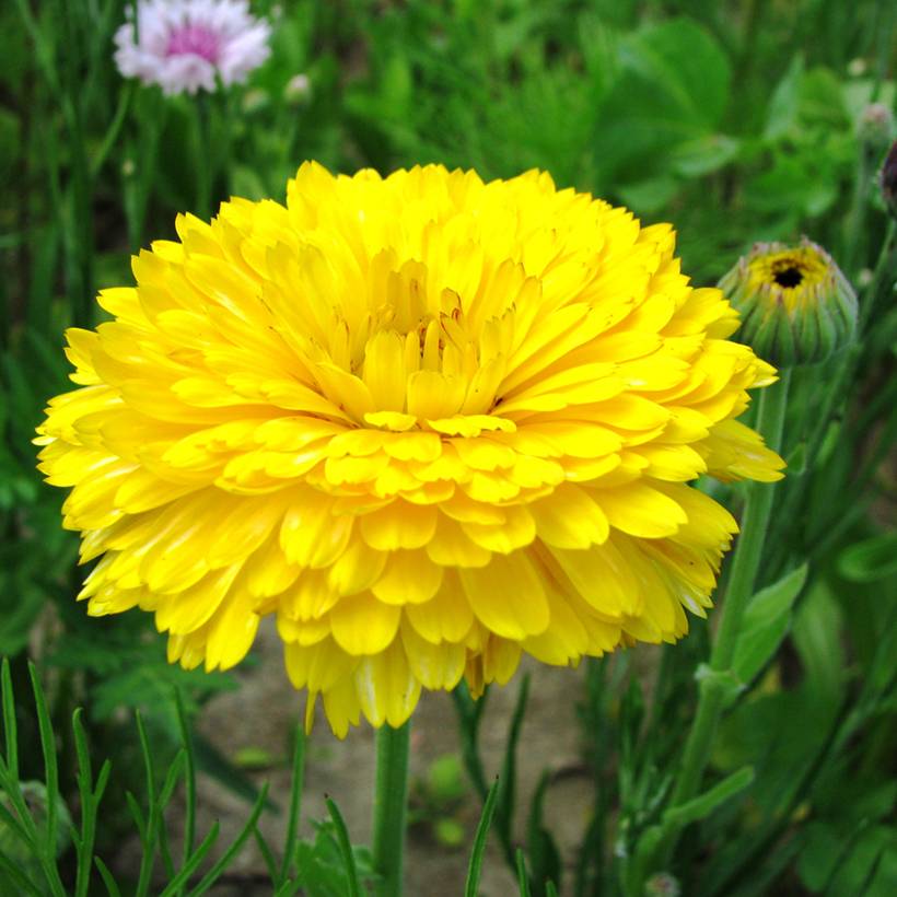 Promesse de Fleurs - Graines de Souci Pacific Beauty Lemon - Calendula officinalis le sachet de 300 graines environ (2,5g)