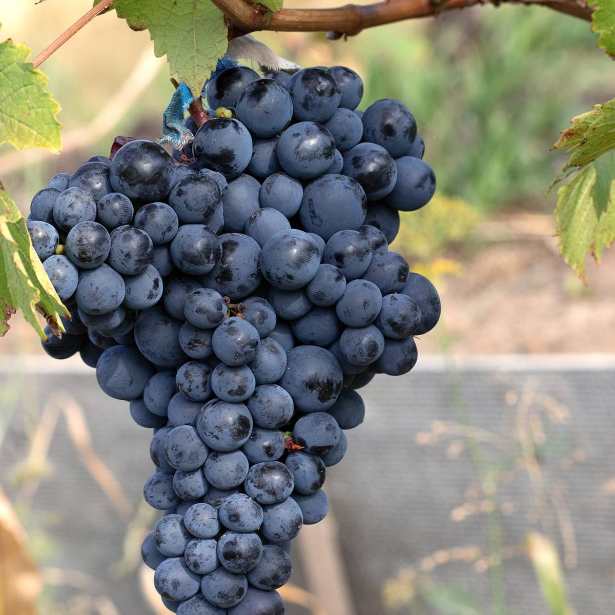 Promesse de Fleurs - Vigne Albarossa - Vitis vinifera Pot de 1,5L/2L