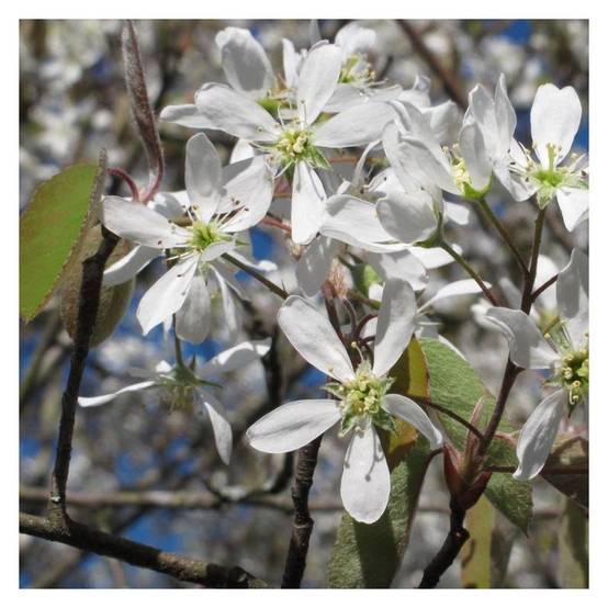 Amélanchier du Canada, Amelanchier canadensis à fleurs Blanche/ - feuillage Caduc - Pot de 3L - 20/40 cm - Image 2