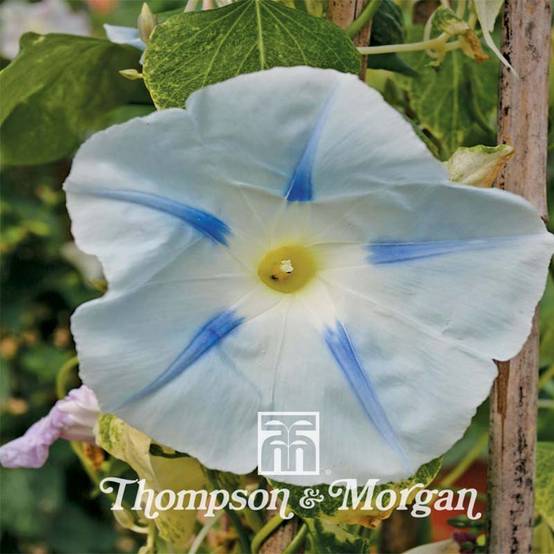 Graines d'Ipomée Ismay - Ipomoea tricolor le sachet de 250 graines environ (0,8g)