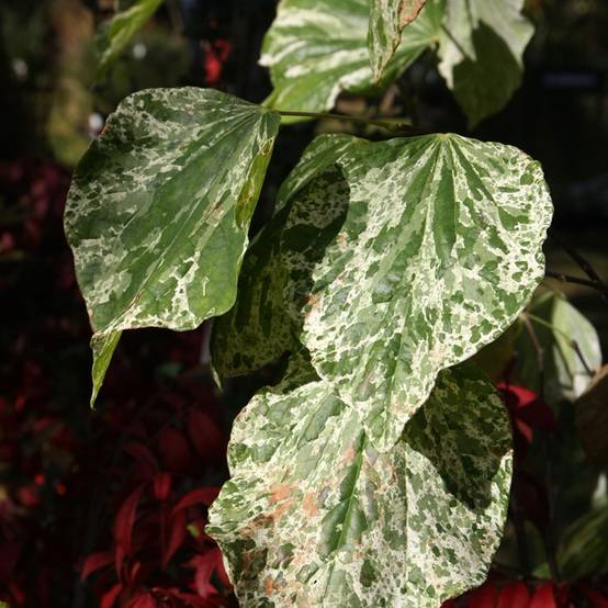 Cercis canadensis Alley Cat - Gainier du Canada Pot de 6L/7L