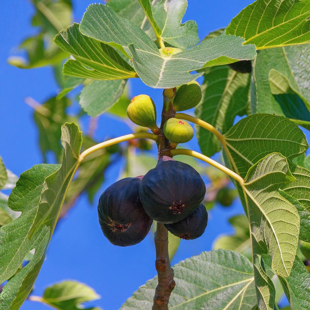 Promesse de Fleurs - Figuier Noire de Bellone - Ficus carica Pot de 3L/4L, Buisson, Ramifié