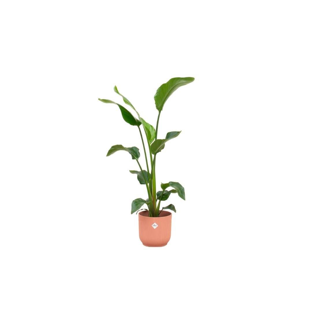 La Green Touch - Strelitzia Nicolai 100cm et son pot- La Green Touch Rose 22cm - Hauteur 100cm