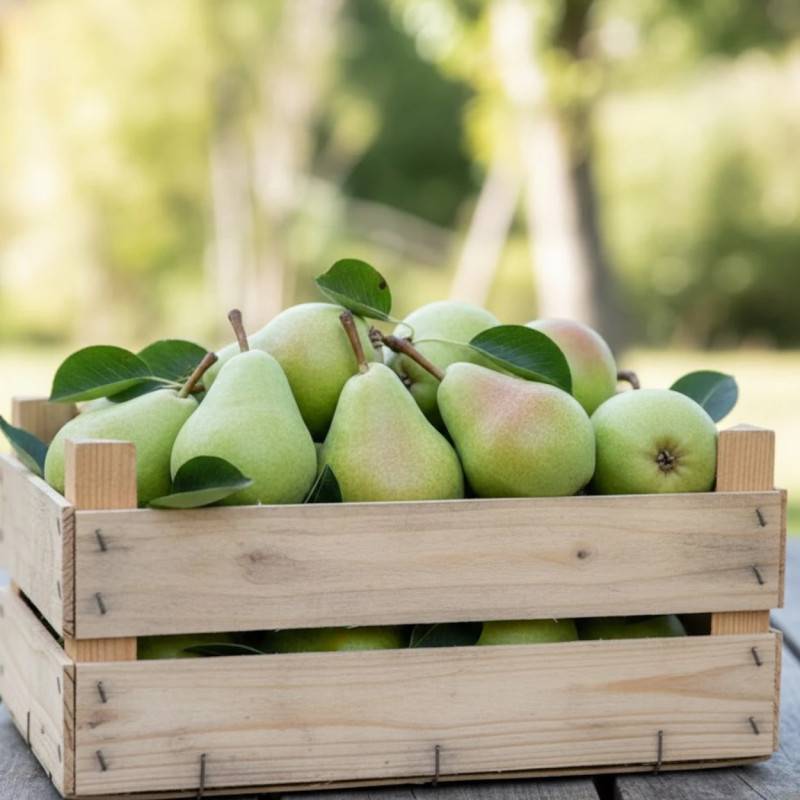 Poirier Nain Kentis - Pyrus Communis - Arbre Fruitier Pot 24 Cm - Plante D'Extérieur Jardin