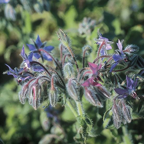 Promesse de Fleurs - Bourrache Bleue Bio - Graines de Borago officinalis le sachet de 250 graines environ (2g)