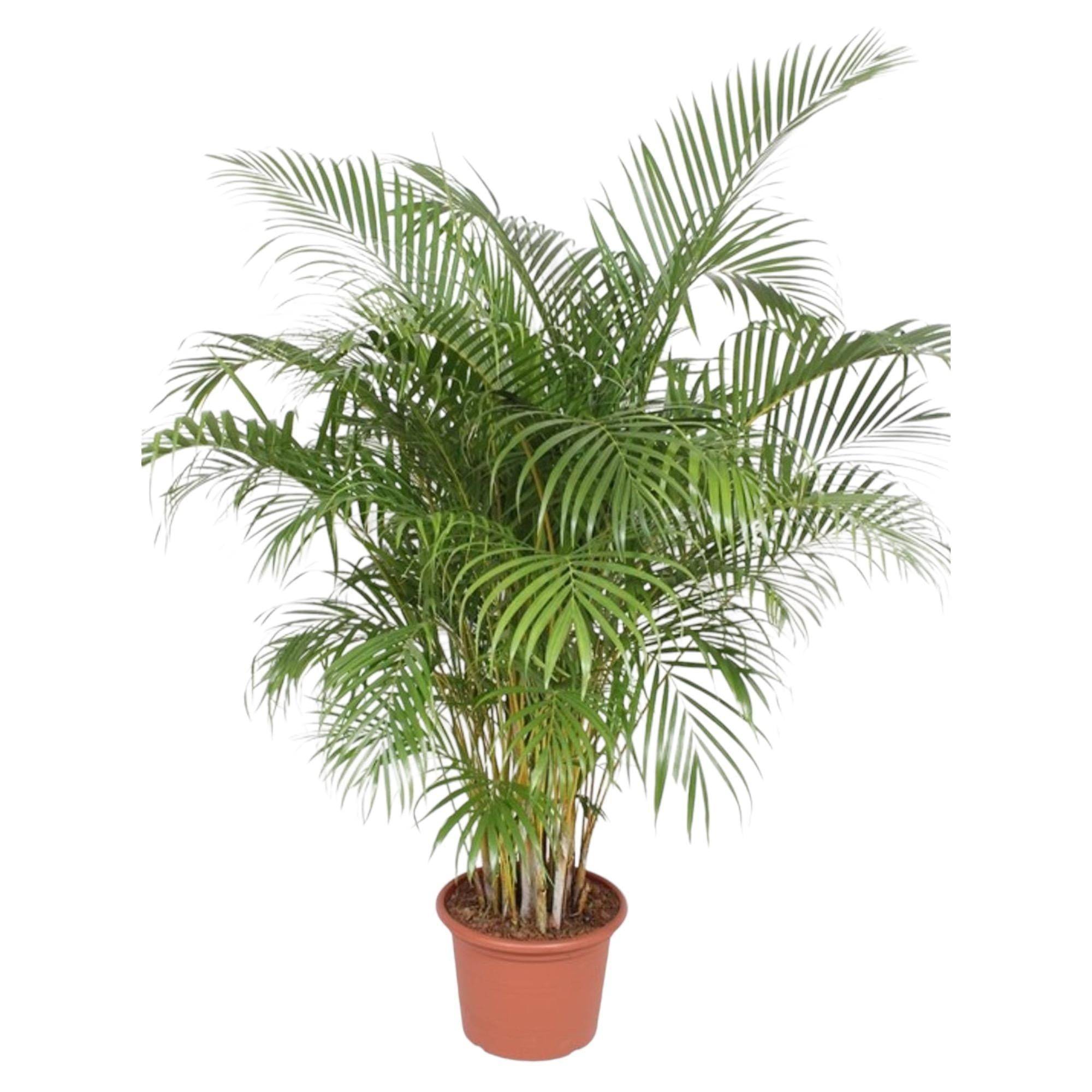 La Green Touch - Dypsis Lutescens (Areca Palm) - D40 H200cm