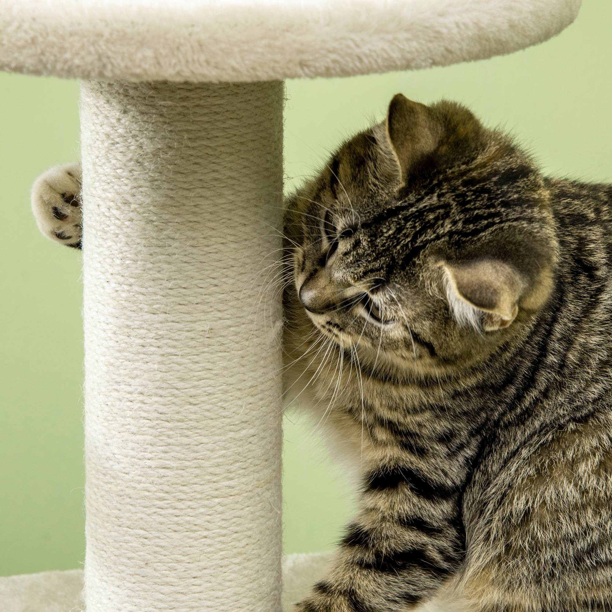Pawhut - Arbre à chat style cosy chic griffoirs sisal naturel niche plateformes corde jeu boule peluche courte cordes d'algues tressées - Imagen 9