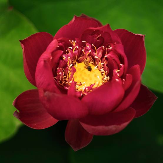 Nelumbo nucifera rouge - Lotus des Indes Pot de 3L/4L