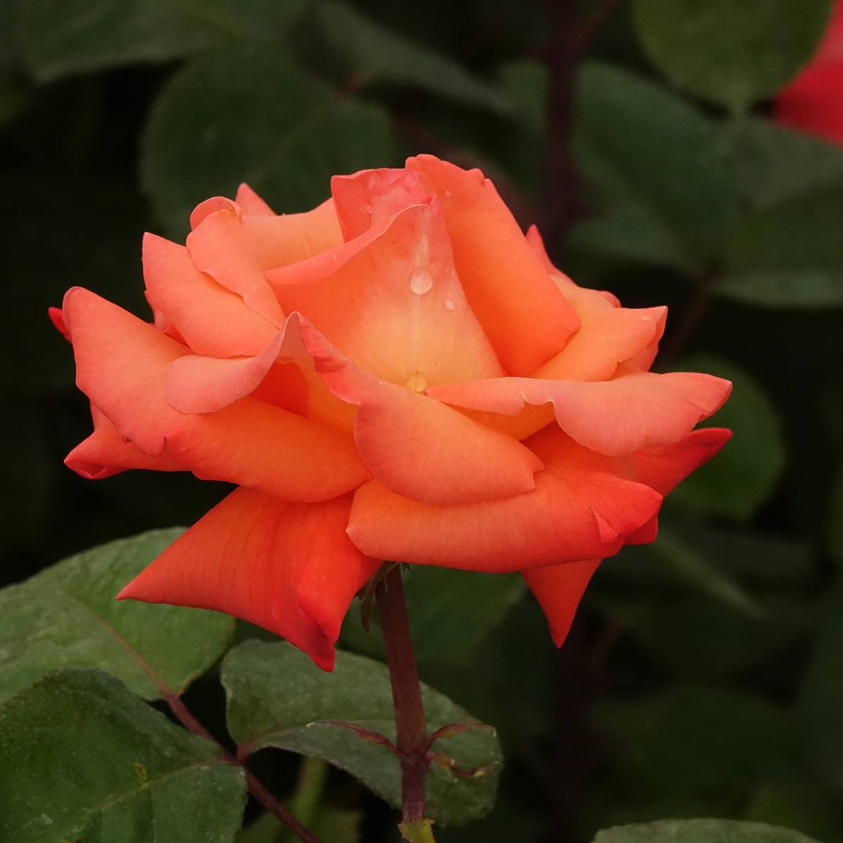 Rosier à grandes fleurs Christophe Colomb Pot de 4L/5L