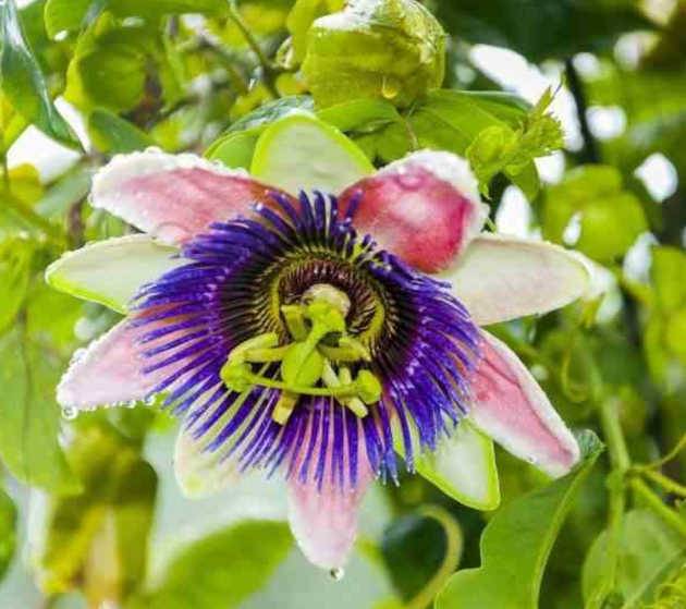 0 - Passiflora edulis var. morada (Fruit de la passion )  Pot de 9 litres -140/160 cm - Image 1