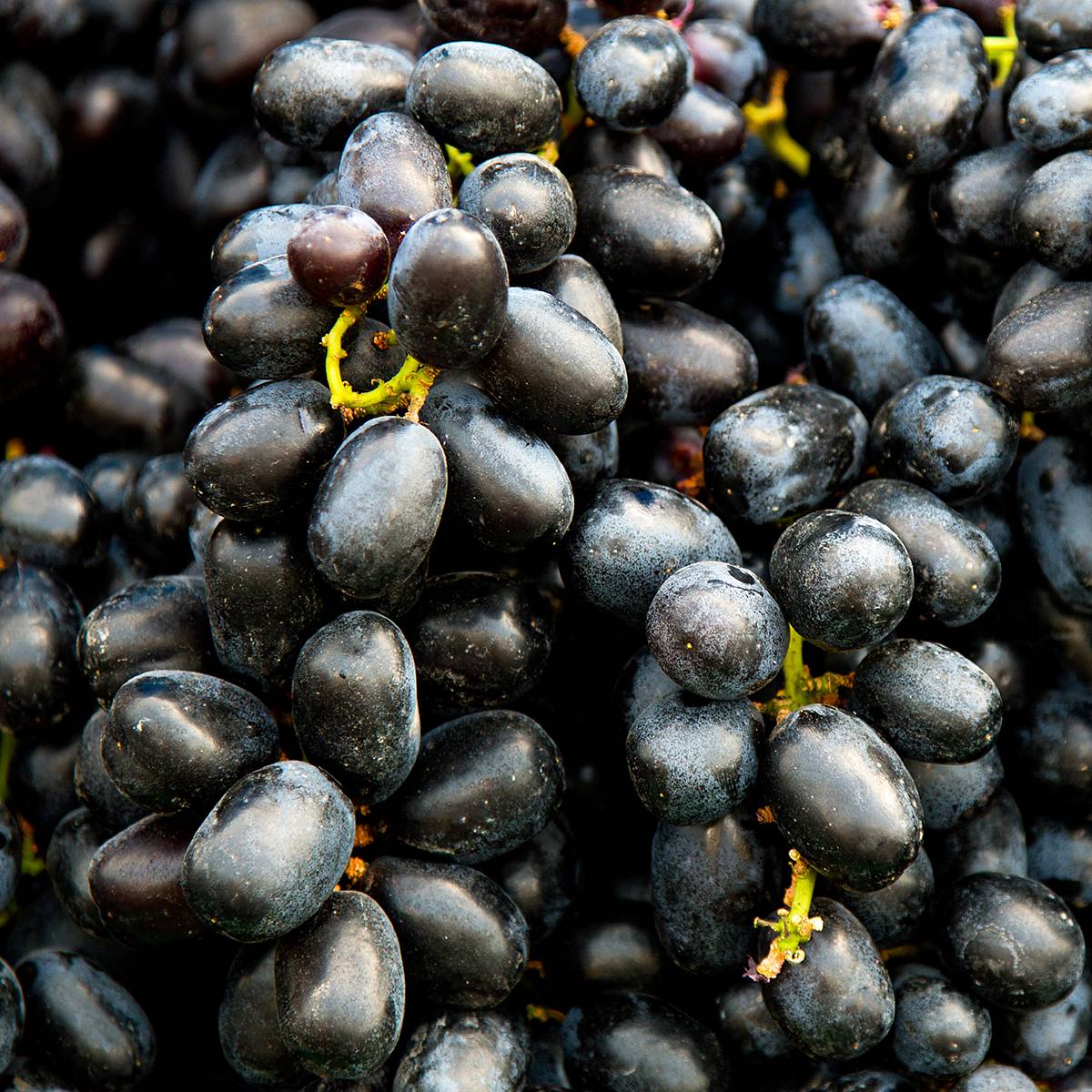 Promesse de Fleurs - Vigne Black Magic - Vitis vinifera Pot de 1,5L/2L