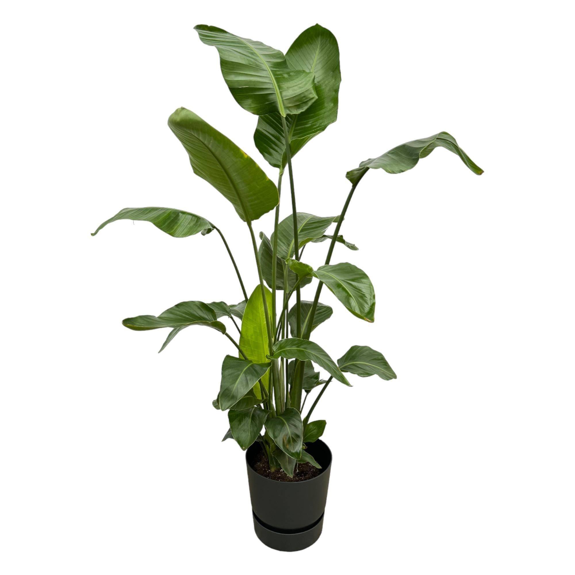 Strelitzia Nicolai 160cm et son pot- La Green Touch Noir + Reservoir - Hauteur 160cm