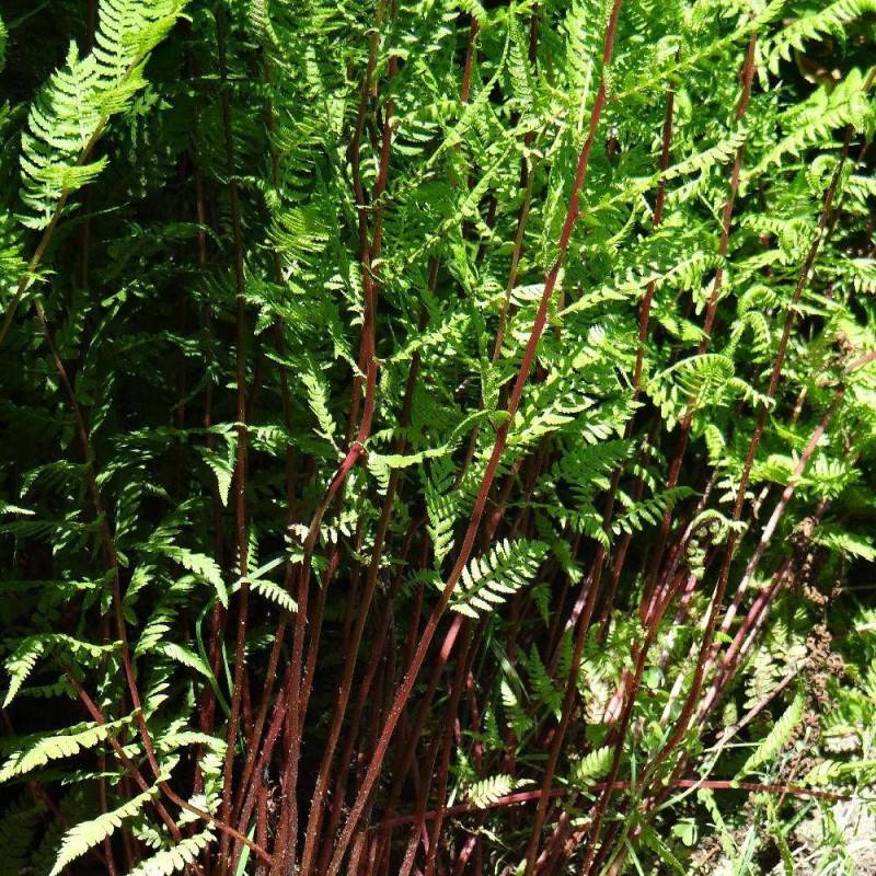 Fougère femelle à pétioles rouges - Godet - 5/20 cm