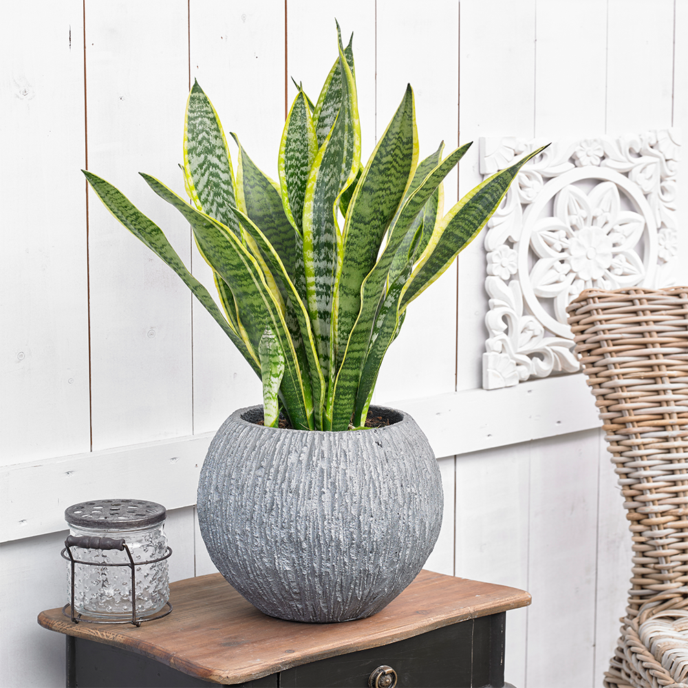 Gardenersdream - Sansevieria Laurentii - Plante D'Intérieur À Feuillage Persistant De Qualité Supérieure En En Pot De 13 Cm - GardenersDream - Imagen 1