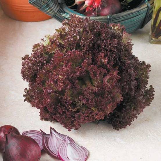 Promesse de Fleurs - Laitue à couper Lollo Rossa BIO le sachet de 500 graines environ (0,6g)