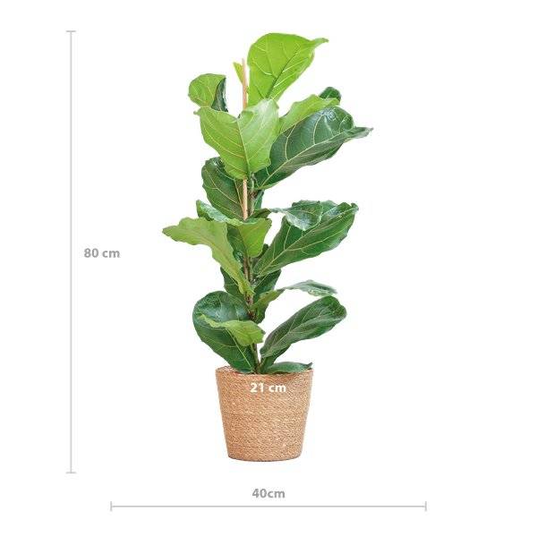 La Green Touch - Ficus Lyrata et Son Pot Blanc - H80cm - Image 7