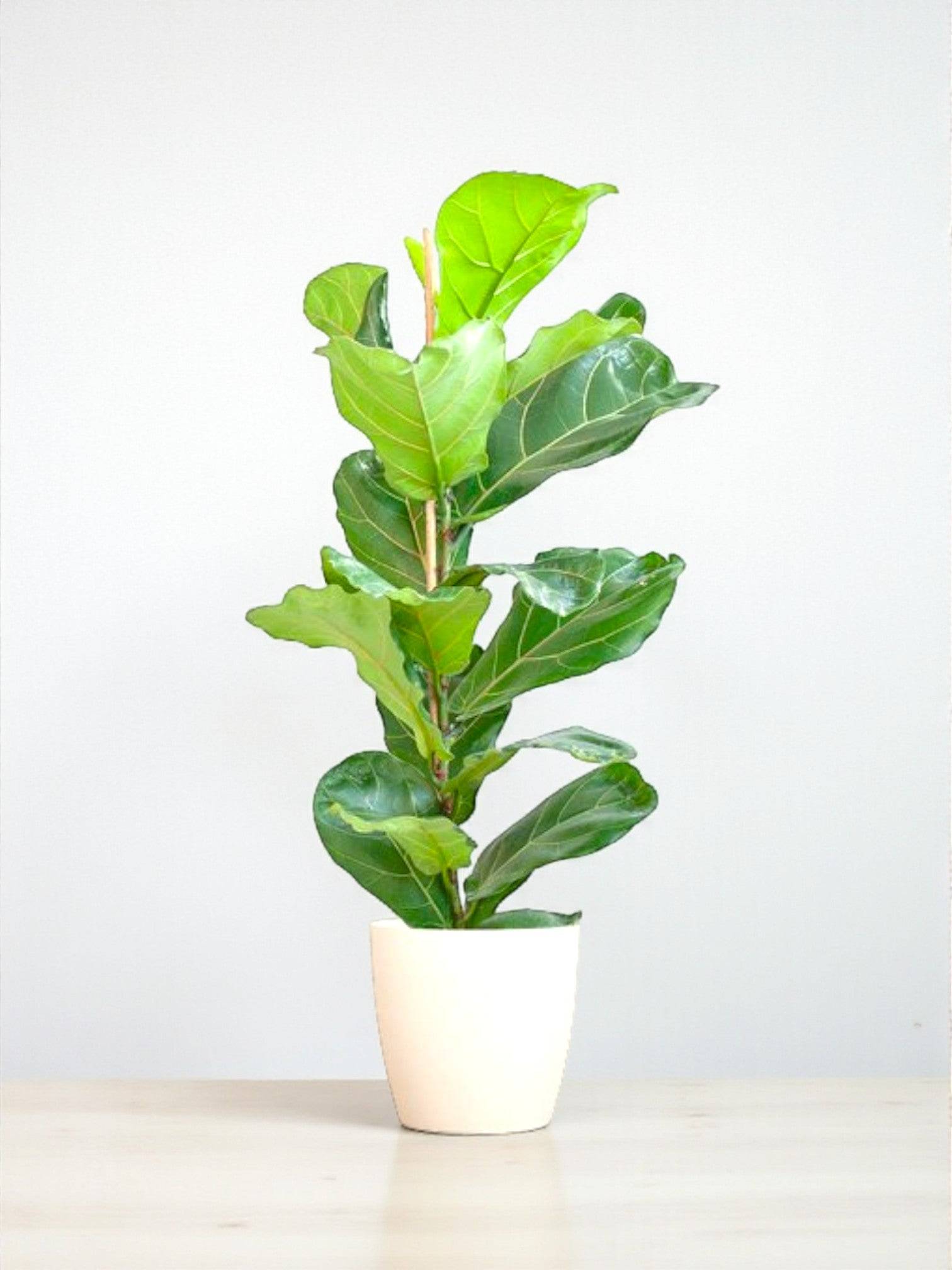 La Green Touch - Ficus Lyrata et Son Pot Blanc - H80cm - Image 1
