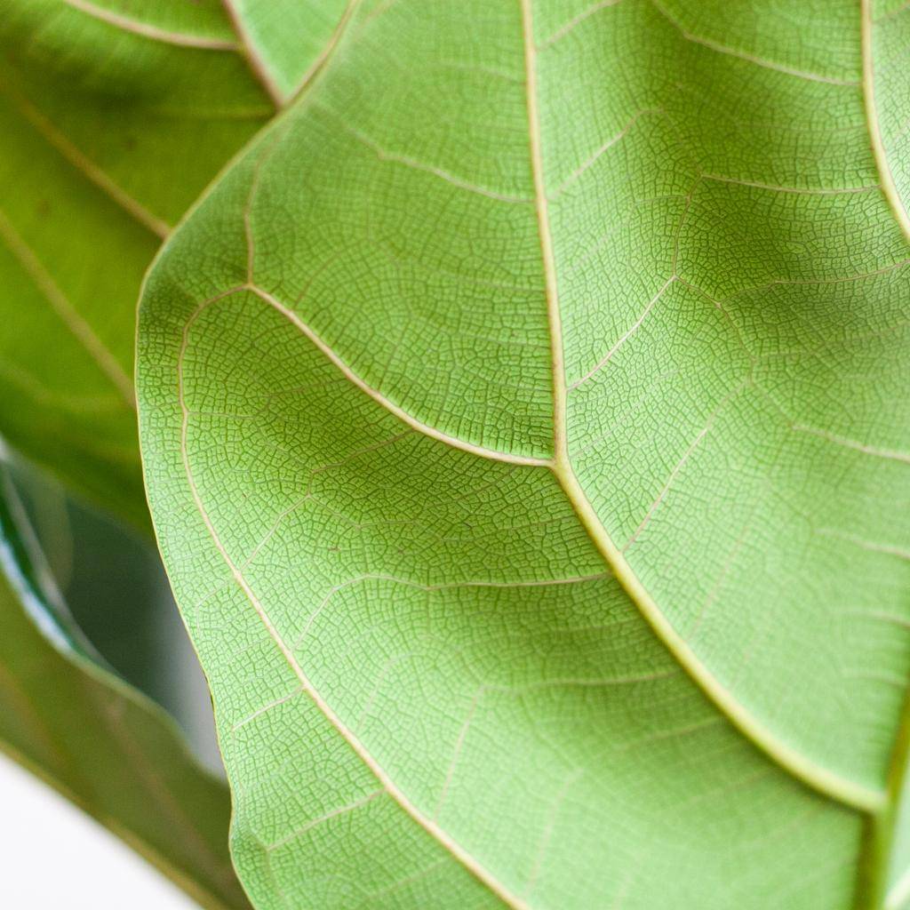 Ficus Lyrata et Son Pot Blanc - H80cm - Image 4