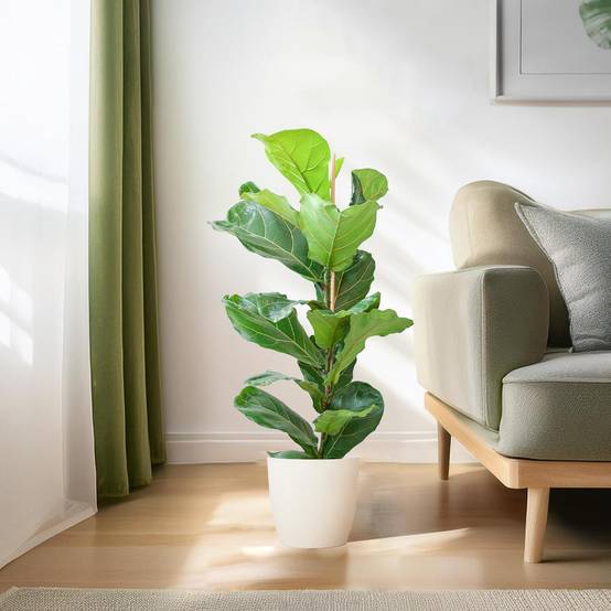 Ficus Lyrata et Son Pot Blanc - H80cm - Image 3