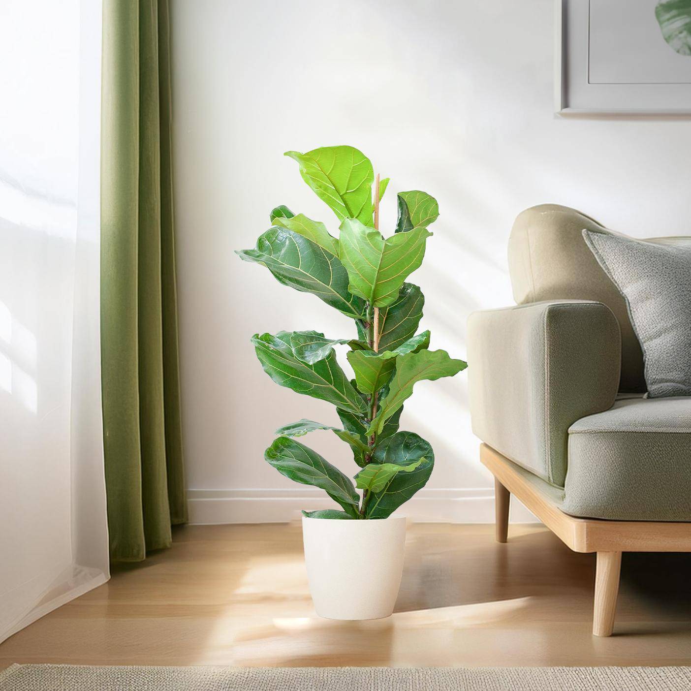 Ficus Lyrata et Son Pot Blanc - H80cm - Image 3