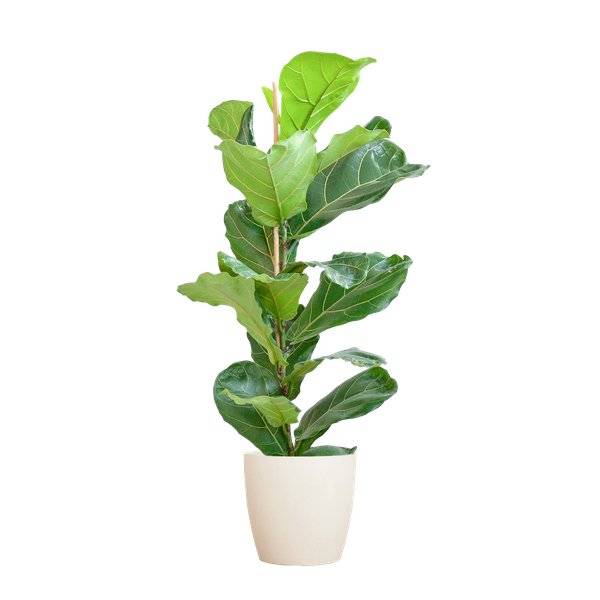 Ficus Lyrata et Son Pot Blanc - H80cm - Image 1