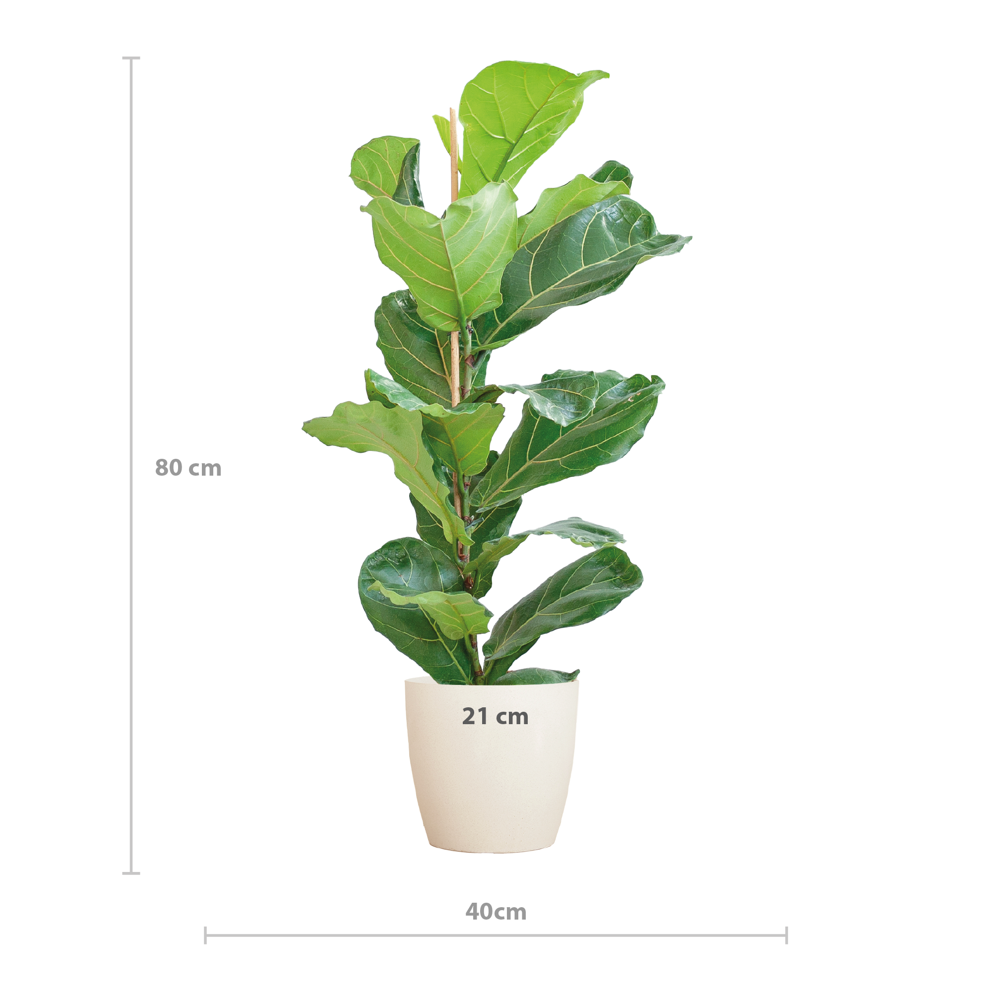Ficus Lyrata et Son Pot Blanc - H80cm - Image 2