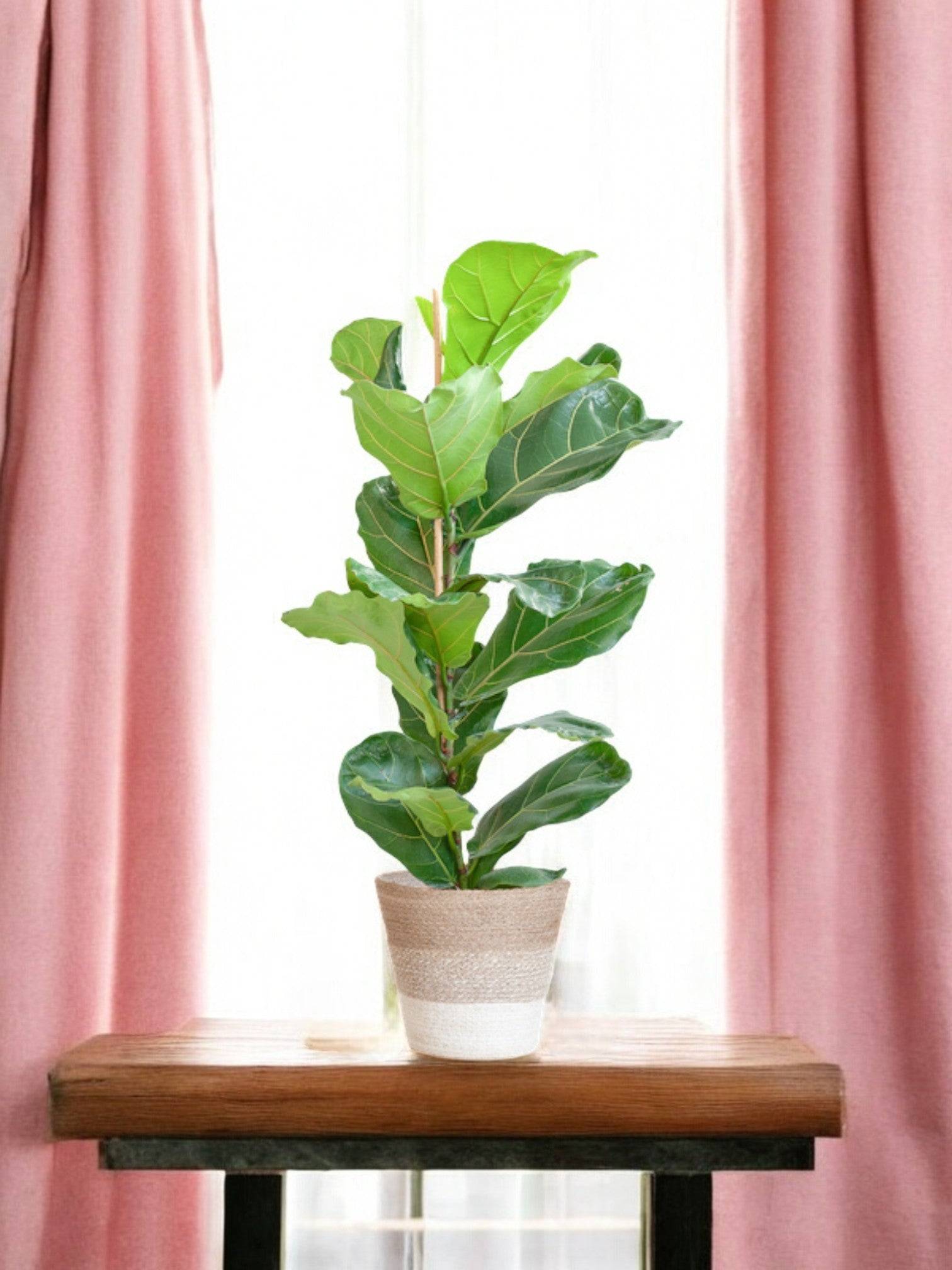 La Green Touch - Ficus Lyrata et Son Pot Blanc - H80cm - Image 2