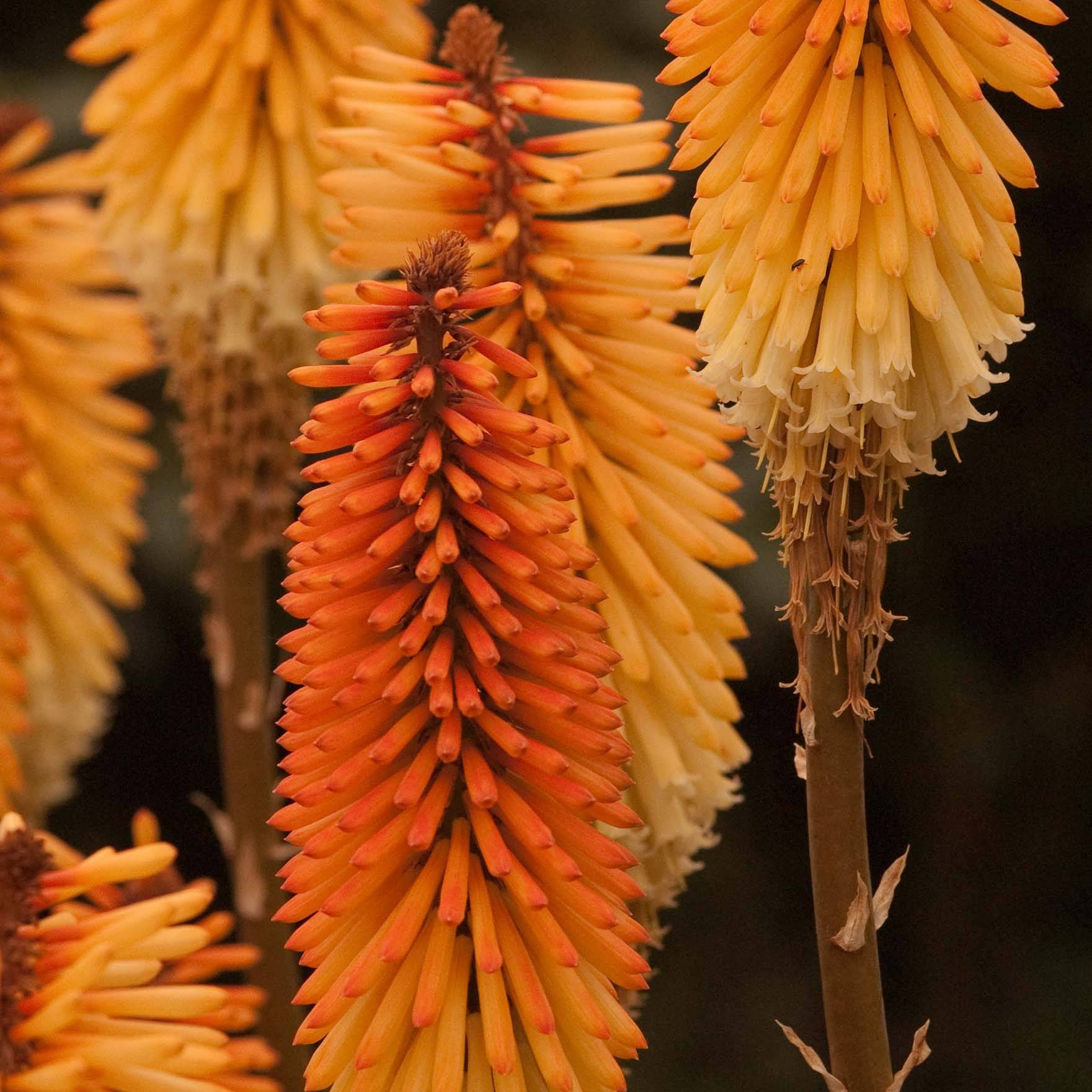 Kniphofia Tawny King - Tritoma Godet de 8/9 cm