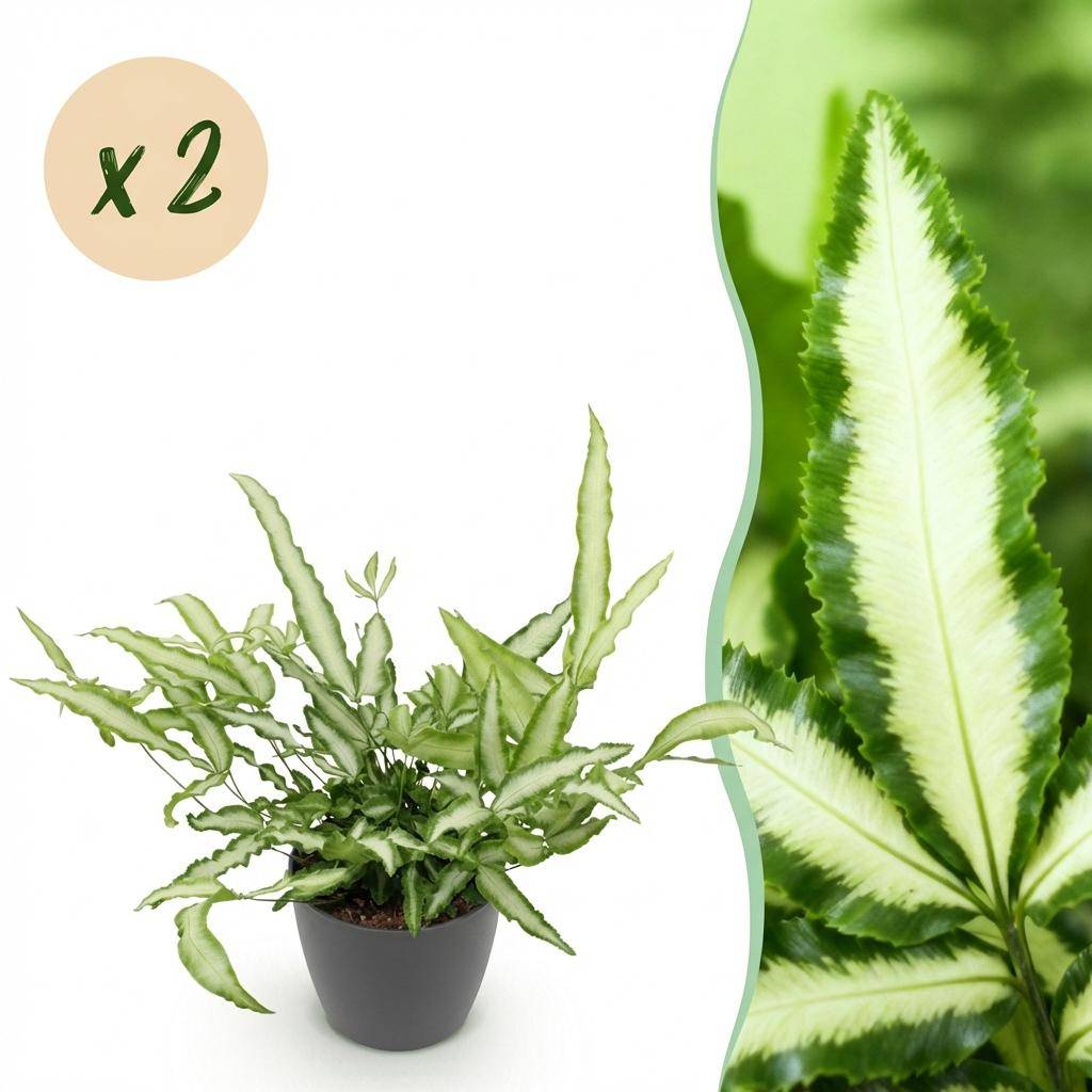 Pteris cretica Albolineata - Pet-friendly - Plante fougère - Pot de 12cm - Hauteur 20-30cm - 2 plantes - Gris - Plantes d'intérieur