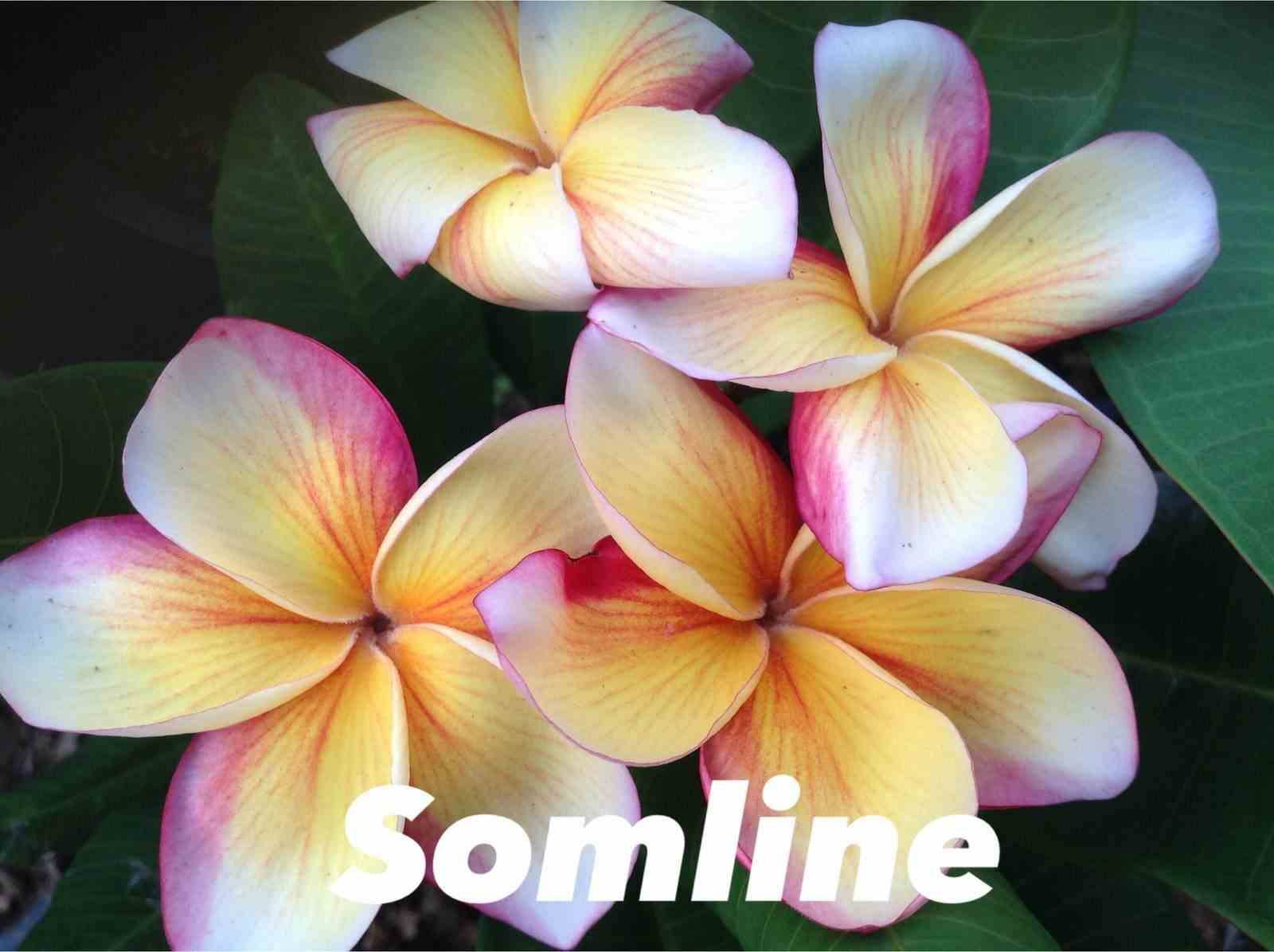 Sans Marque - Plumeria rubra "Somline" (frangipanier) Taille:Pot de 2 litres ? 20/30 cm - Couleur floraison:Blanc/jaune/rose