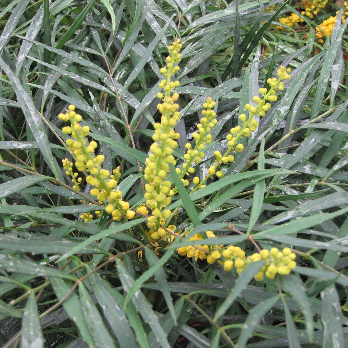 Mahonia Soft Caress - Mahonia hybride Pot de 3L/4L - Image 1