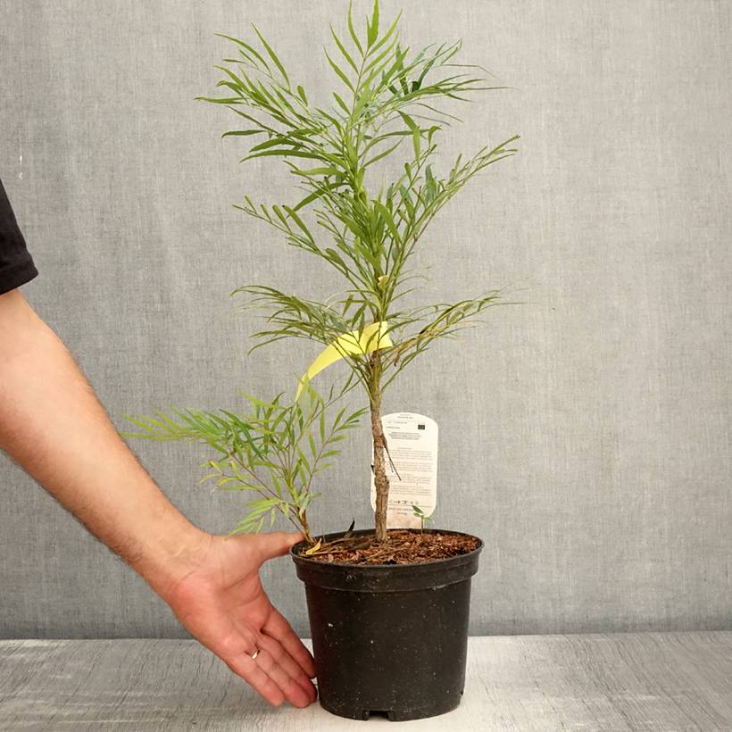 Mahonia Soft Caress - Mahonia hybride Pot de 3L/4L - Image 2