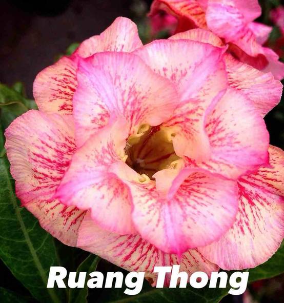 Sans Marque - Adenium obesum cv.Ruong Thong Rose - Caudex d'environ 150g - Image 2